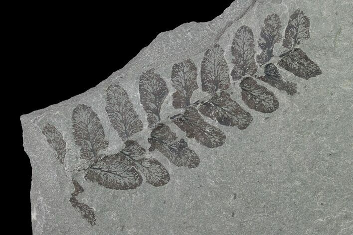Pennsylvanian Fossil Fern (Neuropteris) Plate - Kentucky #142405